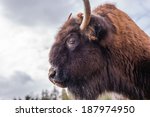 Bison