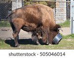 Bison