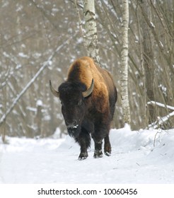 Bison