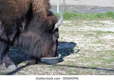 Bison