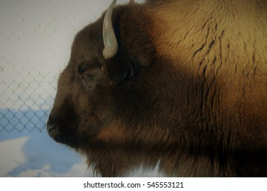 Bison