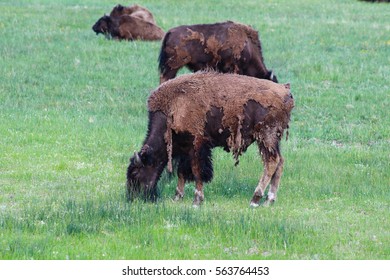 Bison