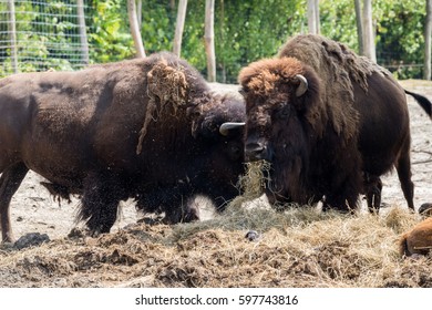 Bison