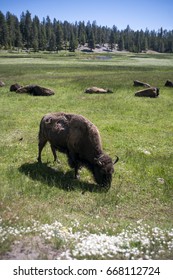 Bison