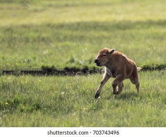 Bison