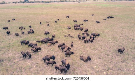 BIson