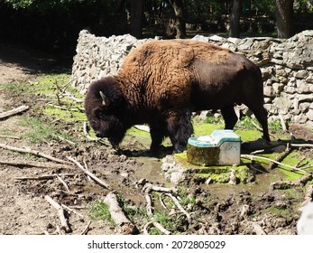 Bison, or American bison, is a species of cloven-hoofed mammals from the bovine tribe of bulls. Very close to the bison. A male animal grazes at the Palic Zoo, Serbia. Thick brown coat. Clay and grass - Shutterstock ID 2072805029
