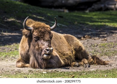 Bison - animals that live in nature reserves in Europe - Shutterstock ID 208299775