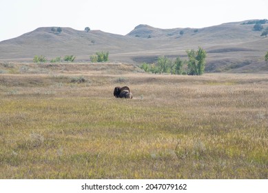 Bison In The Badlands National Park