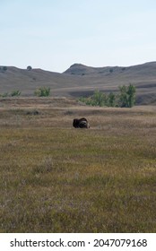 Bison In The Badlands National Park