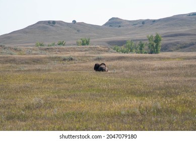 Bison In The Badlands National Park