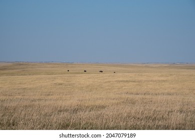 Bison In The Badlands National Park