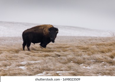 Bison In Badlands National Park Grazing In Winter