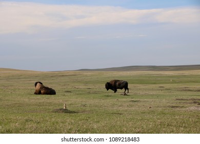 Bison Of The Badlands, SD