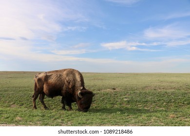 Bison Of The Badlands, SD