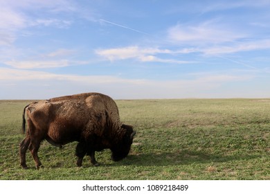 Bison Of The Badlands, SD