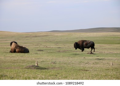 Bison Of The Badlands, SD