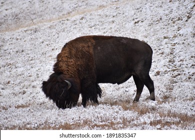 Bison Badlands South Dakota 2020