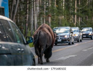 Bison Blocking Traffic At Yellowstone