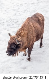 Bison bonasus - European bison walks on snow view from the top. Winter season in Lithuania Europe.European species of bison. It is one of the extant species.