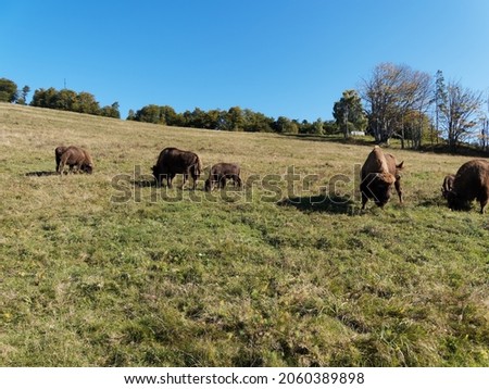 (Bison bonasus) Small herd of European bisons, male, female and calves, roaming and browsing grass in a meadow of Black-Forest in Germany 