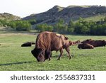 Bison (Bos bison) in Theodore Roosevelt National Park, South Unit, Medora, North Dakota, USA