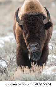 Bison, Buffalo