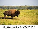 Bison, Buffalo in Elk Island, National Park, Alberta, Canada