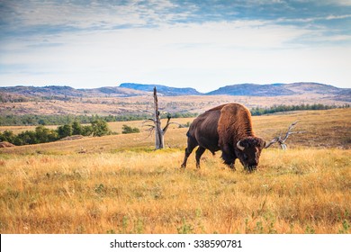 Bison buffalo grazing in the Wichita Mountains, Oklahoma
