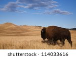 Bison / Buffalo walks off into the prairie