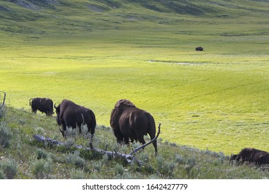 Bison, Buffalo, Yellowstone Park, Bison Herd