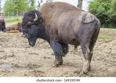Bison bull