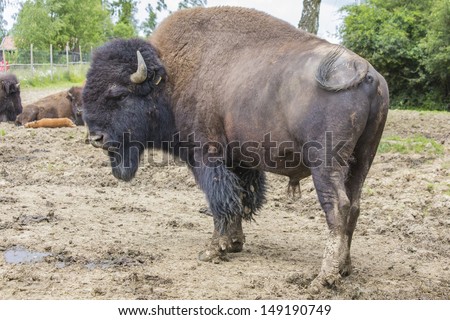 Bison bull