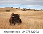 Bison (bison bison) bull, custer state park, south dakota, united states of america, north america