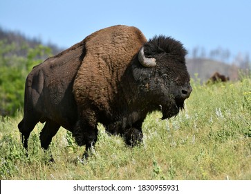 Bison Bull, Custer State Park, South Dakota