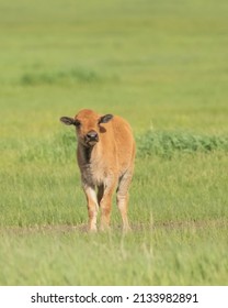 Bison Calf In Grand Teton National Park