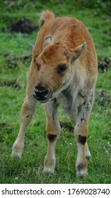 Bison Calf Is Large, Even-toed Ungulates In The Genus Bison Within The Subfamily Bovinae.