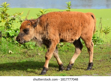 Bison Calf Is Large, Even-toed Ungulates In The Genus Bison Within The Subfamily Bovinae.