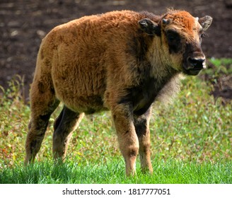 Bison Calf Is Large, Even-toed Ungulates In The Genus Bison Within The Subfamily Bovinae.