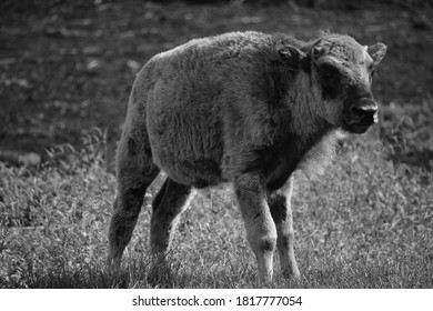 Bison Calf Is Large, Even-toed Ungulates In The Genus Bison Within The Subfamily Bovinae.