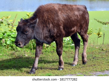 Bison Calf Is Large, Even-toed Ungulates In The Genus Bison Within The Subfamily Bovinae.