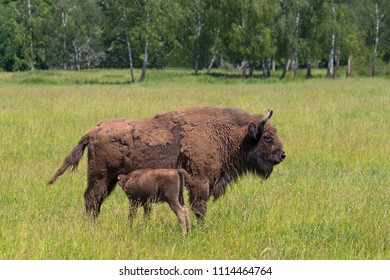 A Bison Calf Sucking Milk From A Mother In A Meadow