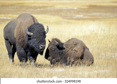 Bison, can be found in Yellowstone and Grand Teton National Parks as well as several Rocky Mountains and Great Plains states and were keystone species for Native American tribes.