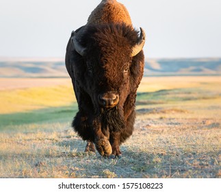 Bison in the Canadian prairies