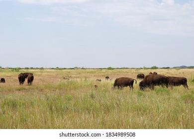 Bison In Caprock Canyon State Park.