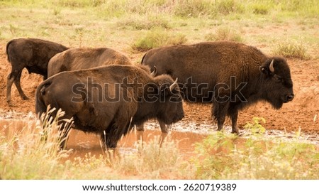 Bison at Caprock Canyons State Park and Trailway, Texas