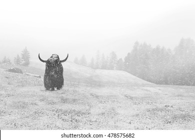 bison in captivity in the forest under snow