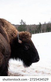 Bison close up in snow