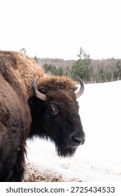 Bison close up in snow