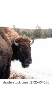 Bison close up in snow
